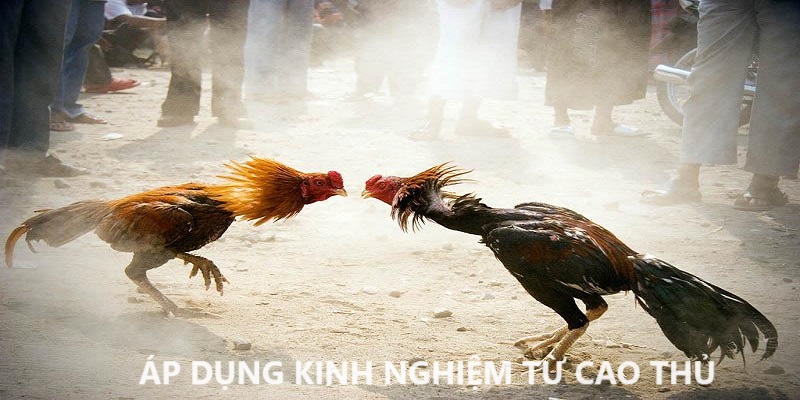 Áp dụng thêm những kinh nghiệm chơi quý báu từ những thành viên lâu năm